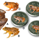 Seven new discoveries: A. Radcliffe’s Night Frog (Nyctibatrachus radcliffei), B. Athirappilly Night Frog (Nyctibatrachus athirappillyensis), C. Kadalar Night Frog (Nyctibatrachus webilla), D. Sabarimala Night Frog (Nyctibatrachus sabarimalai ), E. Vijayan’s Night Frog (Nyctibatrachus pulivijayani), F. Manalar Night Frog (Nyctibatrachus manalari), G. Robin Moore’s Night Frog.